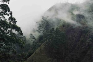 Home MUNNAR